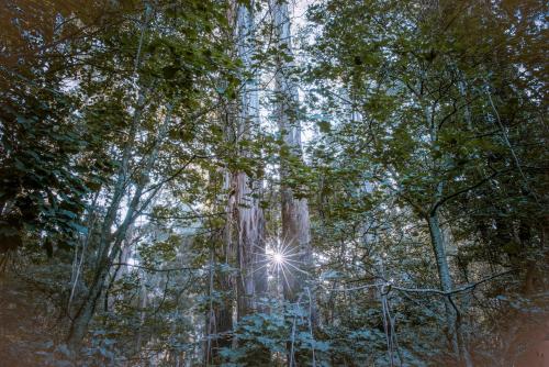 a sun shining through the trees in the forest at Belle Le Vie in Sassafras