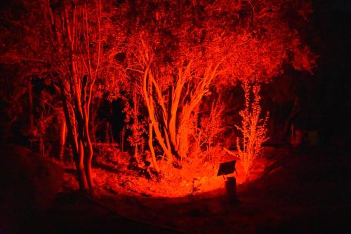 a group of trees lit up at night at Lodge del Maipo in San José de Maipo