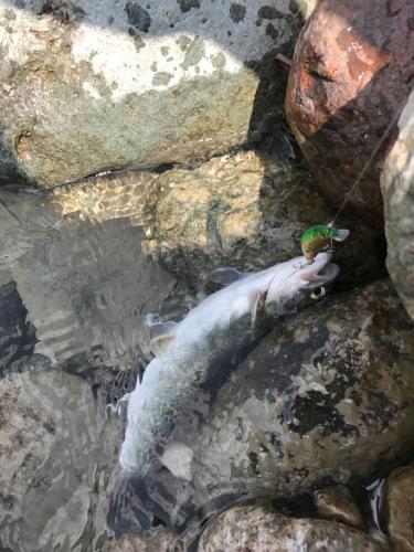 a bird perched on a dead fish on the rocks at Nori's Sharehouse Hakuba in Hakuba