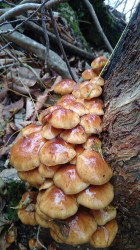a pile of mushrooms on the side of a tree at Nori's Sharehouse Hakuba in Hakuba