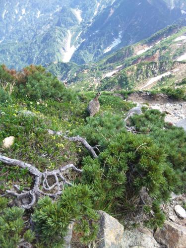 a view of a mountain with trees and rocks at Nori's Sharehouse Hakuba in Hakuba