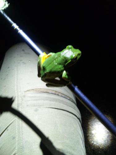 a frog sitting on top of a cigarette at Nori's Sharehouse Hakuba in Hakuba