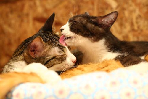 two cats laying next to each other on a bed at Nekokura Hostel in Fukuoka