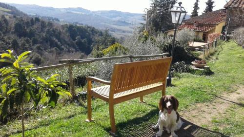 a dog sitting next to a bench in the grass at Canto dei Merli in Greve in Chianti