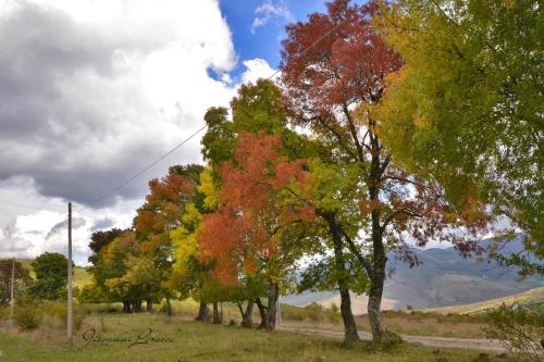 a row of trees with colorful leaves in a field at Hotel Pietrapanna in Calvello