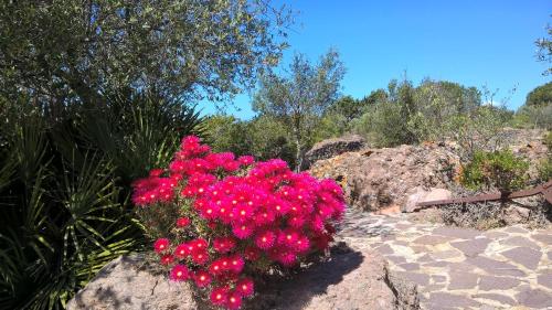 Ein Garten an der Unterkunft Arcamyrtus