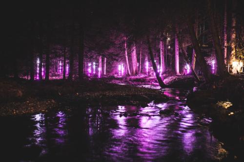 a night scene of a forest with purple lights at Lai Lifestyle Hotel in Lenzerheide