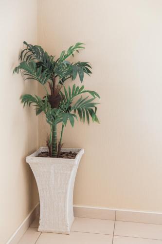 a plant in a white vase on a wall at Umthunzi Hotel and Conference in Umtentweni