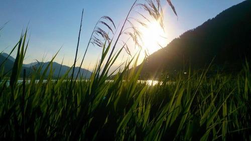 a field of tall grass with the sun in the background at Haus Waldklause in Techendorf