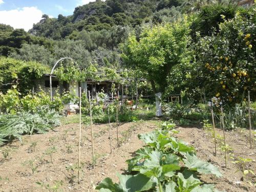 a garden with tomato plants and an orange tree at Madalenas B&B in Pelekas