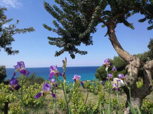 a field of flowers with the ocean in the background at Madalenas B&B in Pelekas