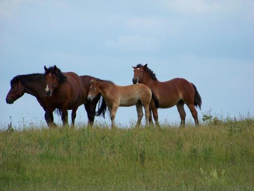 a group of horses standing in a field at Pałac Wojciechy in Wojciechy