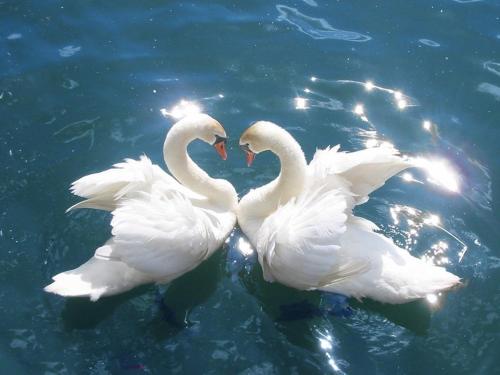 two white swans are standing in the water at Kyknos De Luxe Suites & Rooms in Kastoria