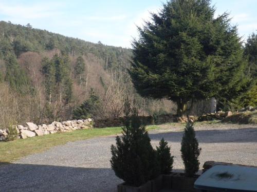 a road with two trees on the side of the road at Gite Les Melezes in Dabo