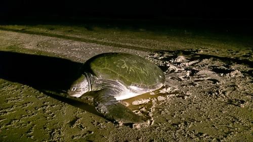 a green turtle is laying on the ground at Le Papayer Écolodge in Boukot Ouolof