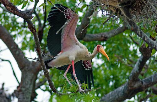 a bird standing on a branch of a tree at Le Papayer Écolodge in Boukot Ouolof