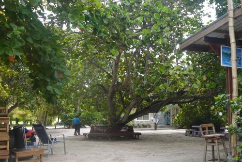 a tree in a park with benches and chairs at Fosters West Bay Resort in West Bay