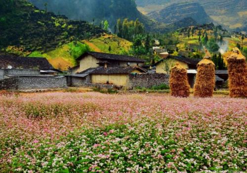 a field of pink flowers with hay bales at Hoang Kim Ha Giang Hotel in Ha Giang