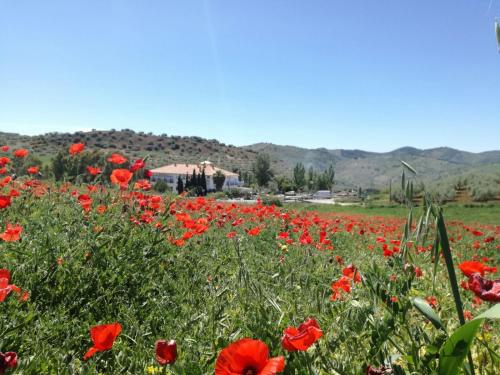 a field of red flowers with mountains in the background at Hotel Arco del Sol in Colmenar