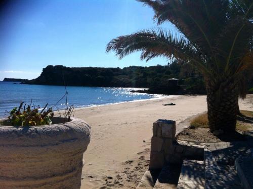 a sandy beach with a palm tree and the ocean at Alegria Villas Complex in Vasilikos