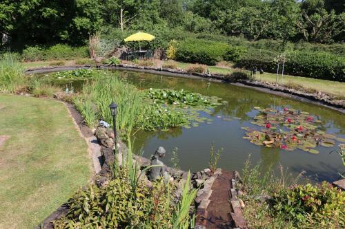 a pond filled with lots of lilies in a garden at Hotel Garni Zur Alten Post in Lembruch