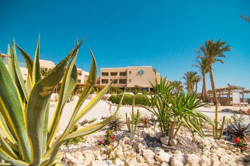um resort com muitas plantas e palmeiras em The Breakers Diving and Surfing Lodge Soma Bay em Hurghada