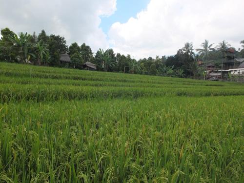 a field of green grass with houses in the background at Uma Nirmala Aling-Aling in Singaraja