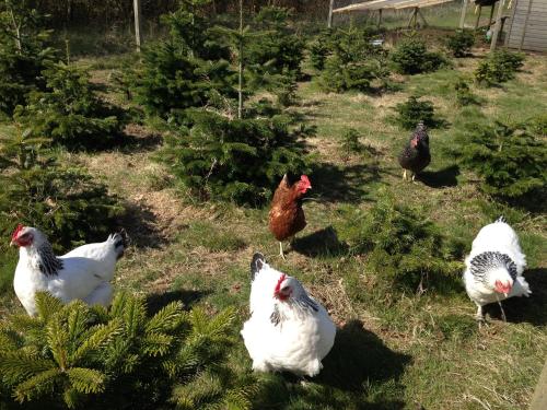 a group of chickens standing in the grass at Jensens B&B in Egtved