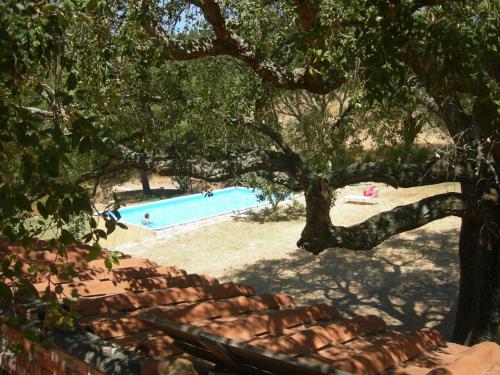 a swimming pool with a tree and people in it at Agriturismo Poggio Macinaio in Roccastrada