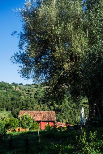 a red house under a large tree in a field at Agriturismo Murikè in Santa Marina