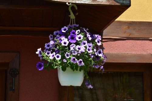 a pot of purple flowers hanging from a wall at Guest House Zlatniyat Telets in Koprivshtitsa