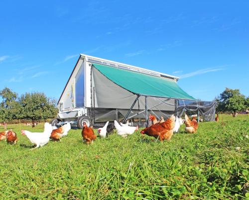 eine Gruppe von Hühnern, die vor einem Zelt stehen in der Unterkunft Gasthaus zum Bauernhof in Oberlunkhofen
