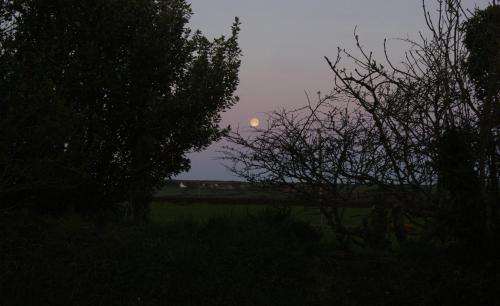 a moon in the sky over a field with trees at The Old Smithy Bed & Breakfast in Clovelly