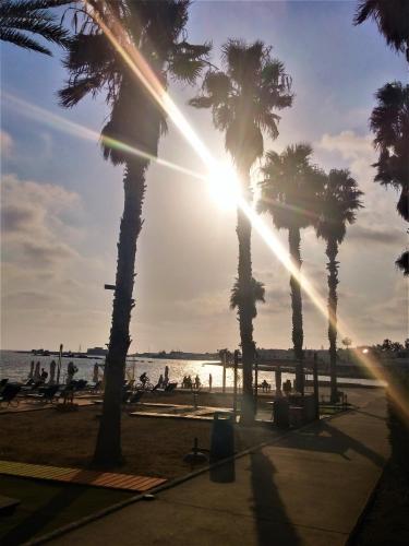 a group of palm trees on the beach at 777 Beach Guesthouse in Paphos City