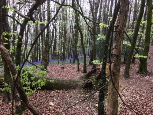 a tree trunk laying on the ground in a forest at Sid Valley Country House Hotel in Sidmouth