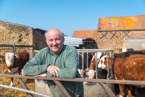 a man sitting on a fence in front of cows at Little Abbey Farm in Gayton