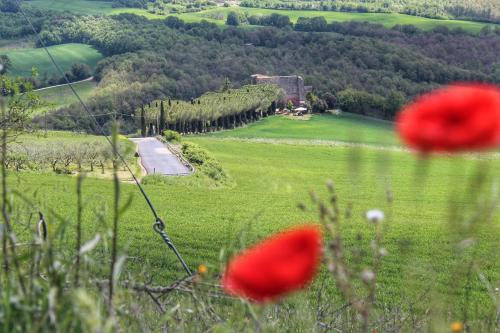 a field of green grass with red flowers in the foreground at Agriturismo Castello Di Belforte in Todi