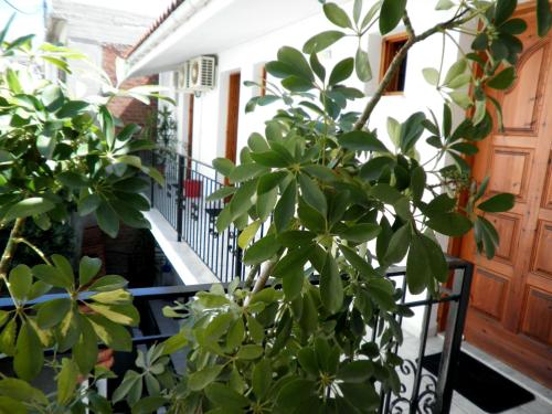 a staircase in a house with green plants at Mimoza Studios in Skiathos Town