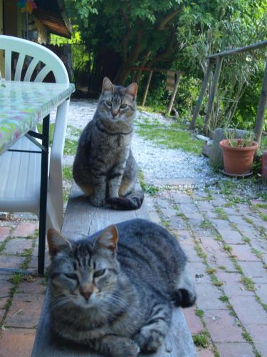 Mascotas con sus dueños en Agriturismo Becerca Vegan