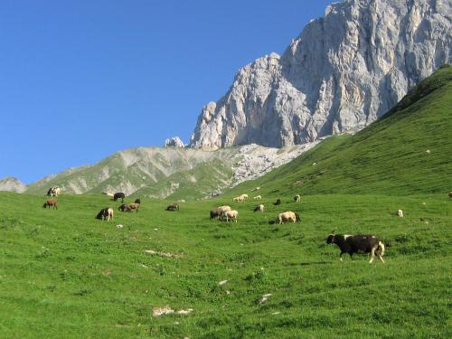 a herd of cows grazing in a field in front of a mountain at Hotel Tirolerhof in Leutasch
