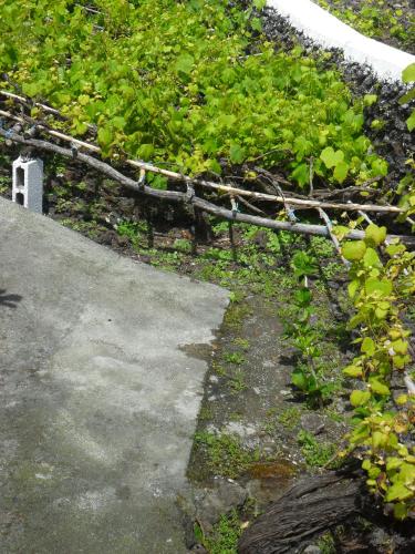 Taman di luar Adega Ilhéu