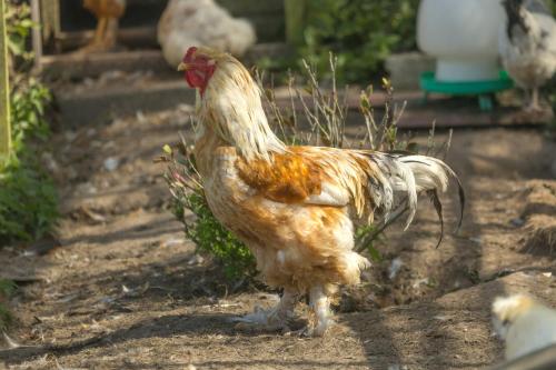 a chicken standing on the ground in a yard at Beau Vallon Holiday Apartments in St Pierre du Bois