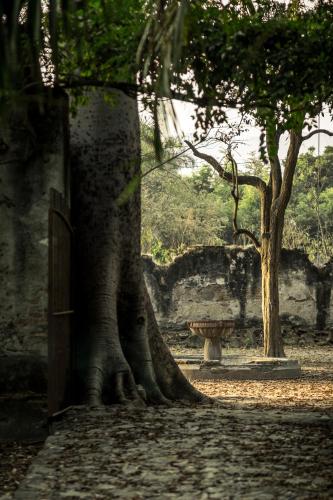 a tree next to a fence and a bench at Hacienda San Gabriel de las Palmas in Amacuzac