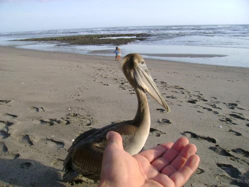 a hand holding a bird on a beach at Casa Playa San Diego in San Diego
