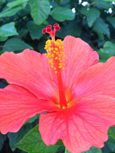 a pink hibiscus flower with a yellow stigma at B&B Le Vele in Maruggio