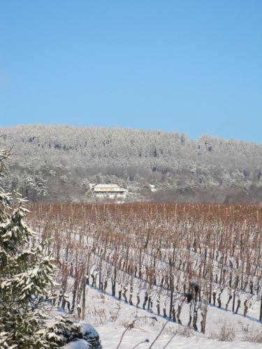 a vineyard covered in snow with a building in the background at Zum Rebhang Bed & Breakfast in Oestrich-Winkel