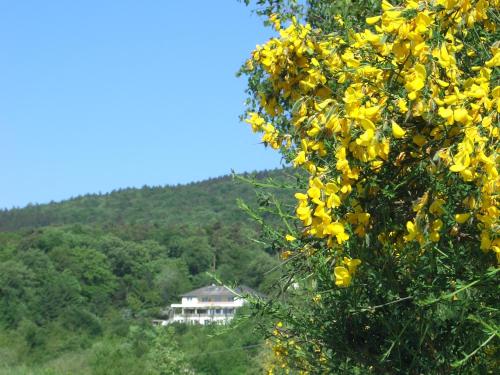 a tree with yellow flowers in front of a house at Zum Rebhang Bed & Breakfast in Oestrich-Winkel
