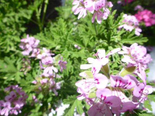 a bunch of pink flowers in a garden at Studios Resbithas in Gythio