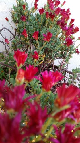 a bunch of pink flowers on a plant at Villa Xenia in Makry Gialos