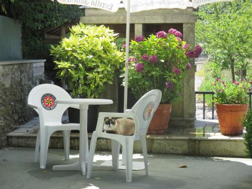a cat sitting in between two chairs and a table at Hotel Chola in Dorna